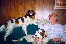 Irish Red and White Setters - Aine and Una