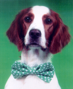 US Rare Breed CH/Can CH Aisling Cudo is Roisin Na Laoi JH - Irish Red and White Setter